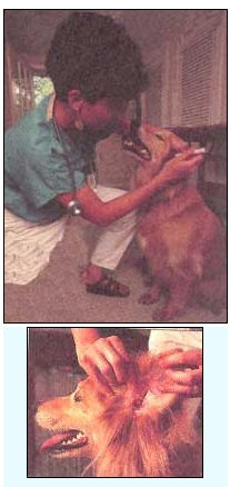 Retrievers, in particular, have ear anatomy that encourages ear infections.